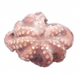 Ahtapot  Bütün Yerli 2/3 kg